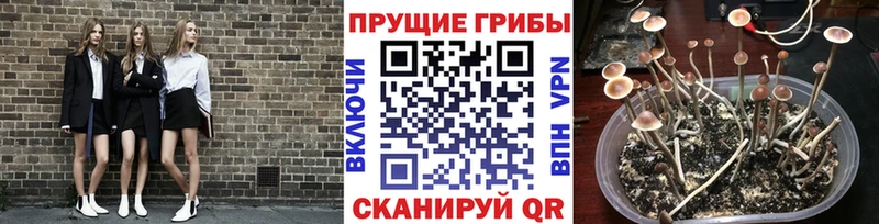Псилоцибиновые грибы ЛСД Феодосия